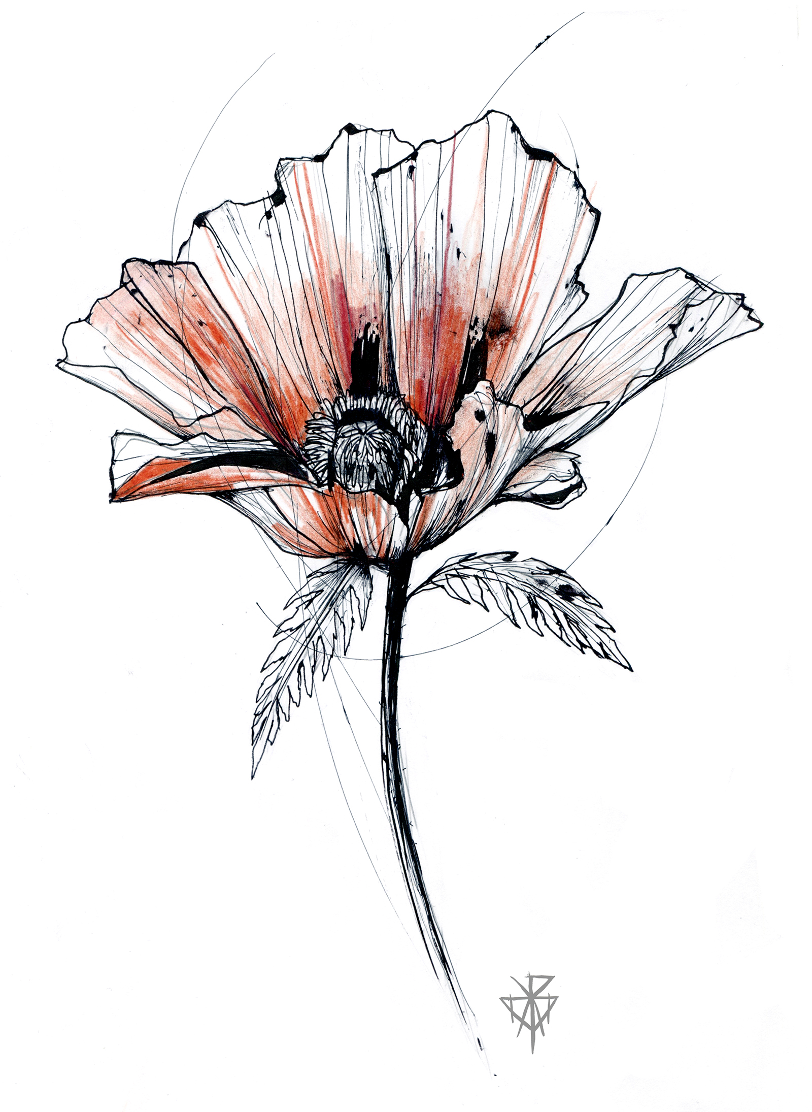 Big poppy